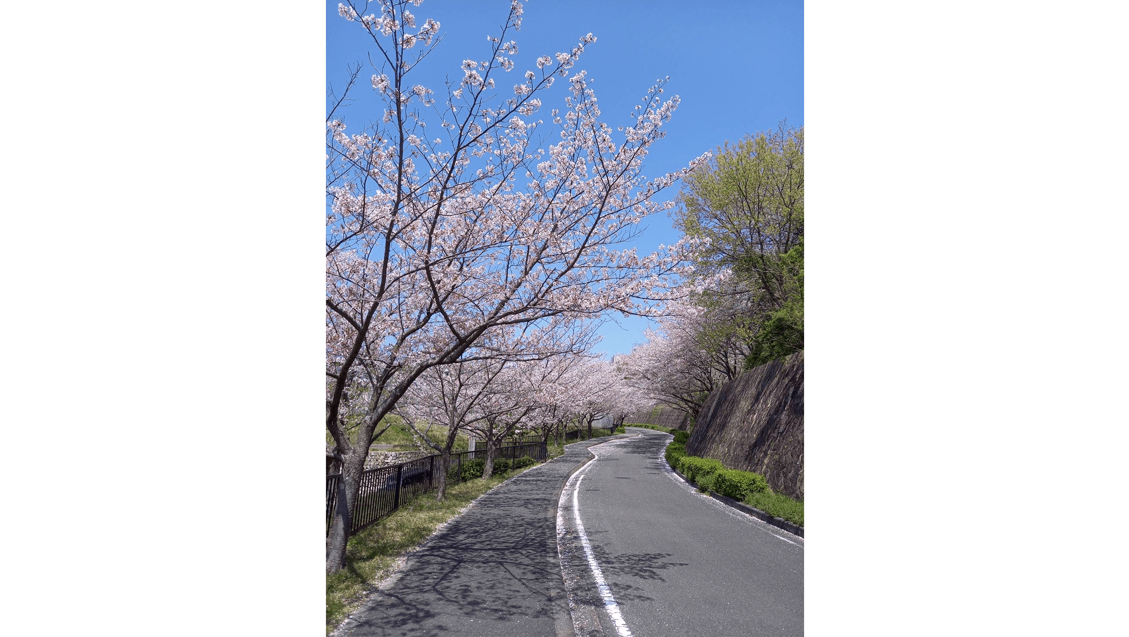 令和7年4月6日（日）、快晴の空の下、松山総合公園で桜の花見を楽しみました。