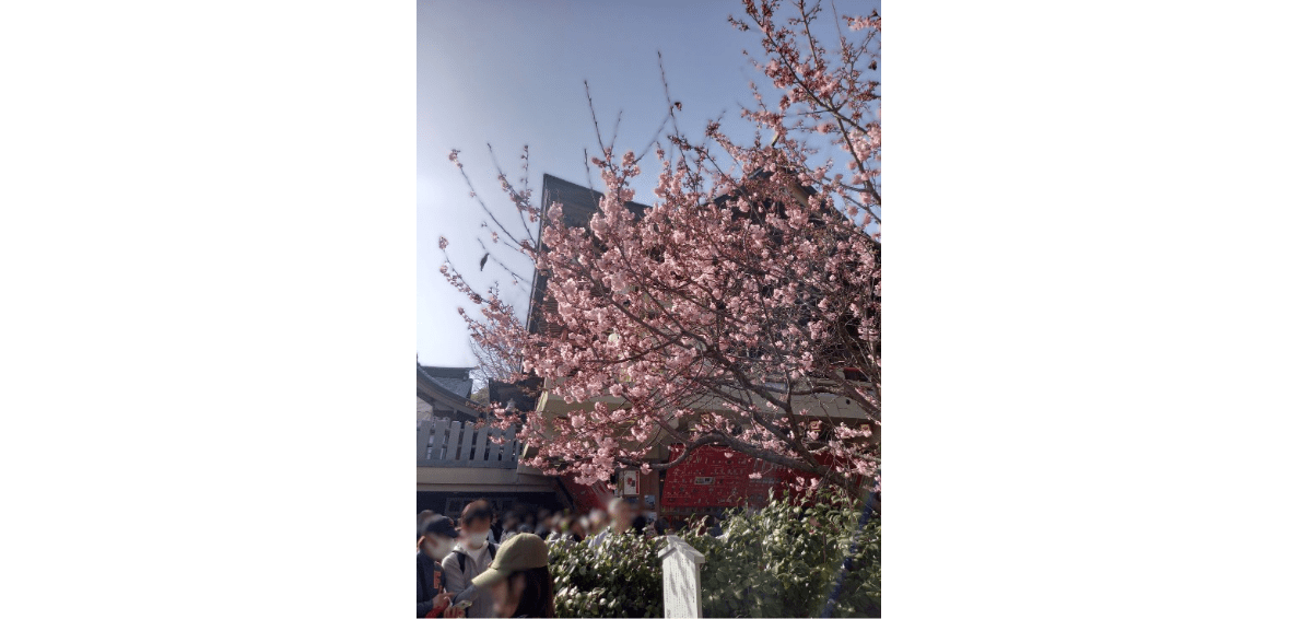 椿祭りに行ってきました